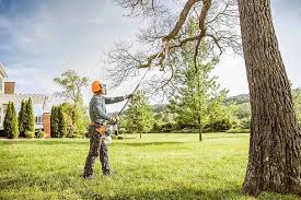 Professional Tree Removal and Landscaping Services in Orlovista, FL